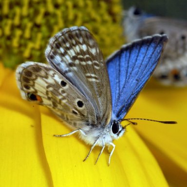 La mariposa azul de Miami se convierte en especie protegida. La protección estará vigente durante 240 días. EFE.