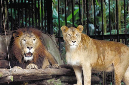 Zoológico de cumpleaños. El león y la leona son símbolos del zoológico. Archivo.