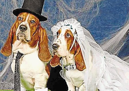 Dos perros se casarán en Nueva York para concienciar sobre adoptar animales. 