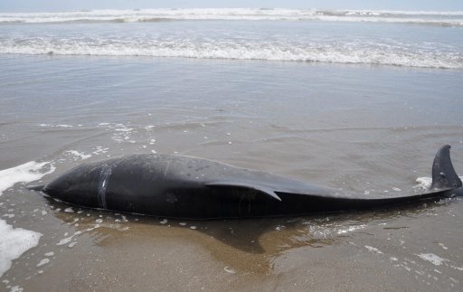 Misteriosa muerte de casi 900 delfines en las costas peruanas. Esta fotografía tomada el mes de febrero de 2012 muestra un delfín muerto en una playa de Caleta San José, Chiclayo (Perú). EFE.