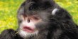  Extrañas criaturas. Mono estornudador. Fue descubierto en octubre del 2010, lo curioso es que es alérgico a la lluvia, el especímen que descubrieron fue cazado.