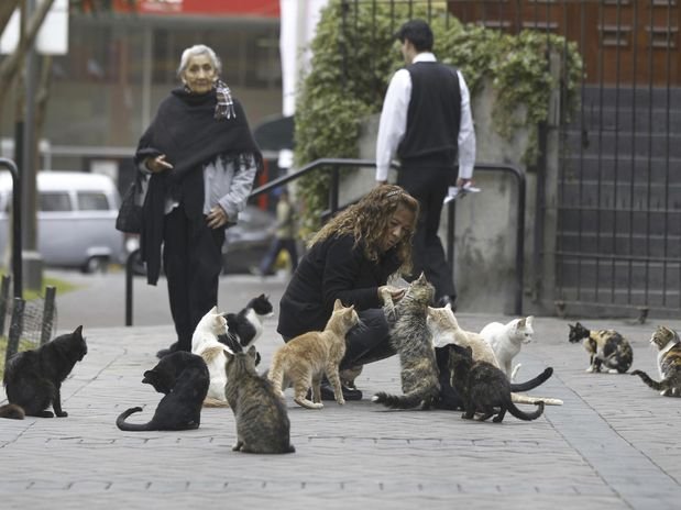 Vecinos enfrentados por proliferación de gatos en parque. Lita Velásquez alimenta unos gatos en un parque del centro de la capital peruana. AP.