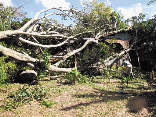  Viento derribó árbol que destrozó vivienda En Montufar de La Unión, Cartago