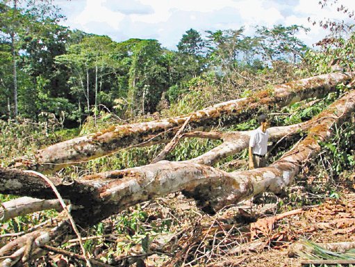  Fundación evaluará daño ambiental en Crucitas Procuraduría ordenó efectuar estudio de 1.000 hectáreas en 15 días