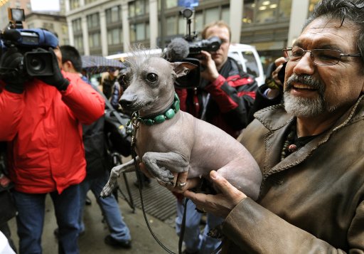 Perro mexicano sin pelo compite entre los mejores canes de raza. Xoloitzcuintli era conocido antes como el Xolo o el Mexican Hairless. AFP.
