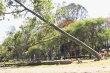 Privados de libertad cuidarán La Sabana. La segunda etapa de tala de árboles inició en enero. Archivo.