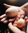 Huevo enorme. El huevo pesa 245 gramos. EFE.
