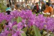 Feria de orquídeas. La exposición se llevará a cabo en Desamparados.Archivo.