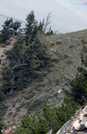 “Hombre cabra” es visto en las montañas de Utah. El “hombre cabra” fue viesto por Creighton mientras iba de excursión por las montañas de Utah. Las autoridades temen que el hombre corra peligro cuando comience la temporada de cacería. AP.