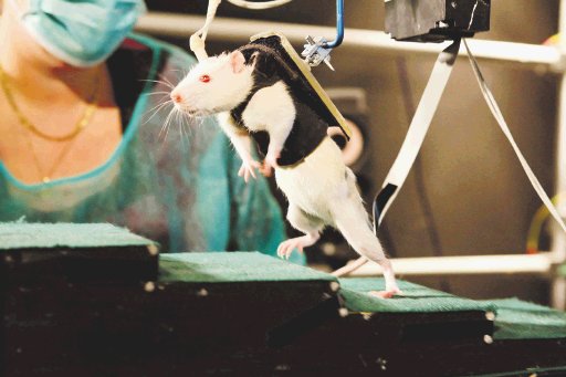 Nueva terapia logra que ratas caminen. Les ayuda a caminar. AP.