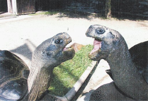 Bibi y Poldi luego de 36 años no se soportan. Ambas viven en un zoológico de Austria. AFP.