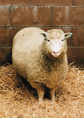 Quince años del anuncio de la clonación de la oveja Dolly. 