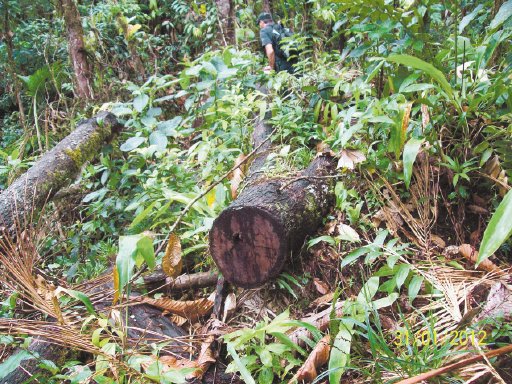  Tala provoca gran daño ambiental En parque nacional volcán Arenal desde inicios de 2011