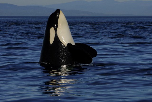 EE.UU. reconsiderará incluir a la orca Lolita en lista de animales protegidos. 