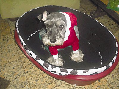 Este es Suky contagiado de los aires navide&#x00F1;os. Foto enviada por Melissa Solano.