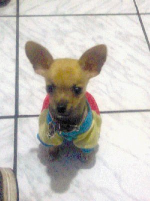 Esta chihuahua tiene seis meses y es la chineada de la casa. Foto de Hitmaller Rodr&#x00ED;guez.