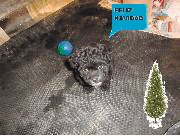Puppy es el perrito de Keinner Zamora Espinoza ambos viven las tierras de Aserr&#x00ED;.