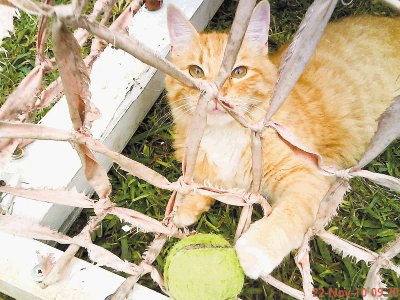 A Jenny Aguilar le encantan los gatos, por eso tiene varios en su casa en Desamparados.