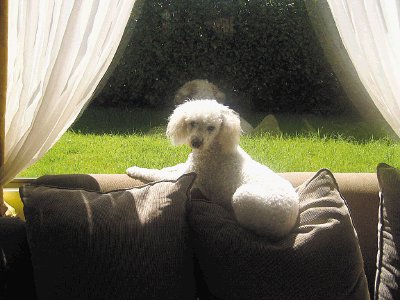 Por ac&#x00E1; tenemos a Luna tomando el sol de la ma&#x00F1;ana. Foto enviada por Marcela Rojas.