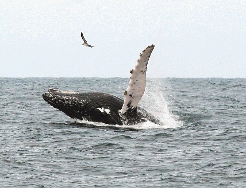  Ballenas del sur  visitan el pa&#x00ED;s  Costa Pac&#x00ED;fica recibe a la especie de jorobadas