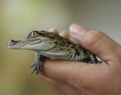 Nacen 20 cocodrilos en peligro de extinción en Laos. Los cocodrilos serán criados en cautiverio durante 18 meses. AP.
