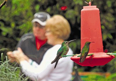 Estos extranjeros admiraban colibr&#x00ED;es en el Hotel Water Falls Garden. Rafael Pacheco.