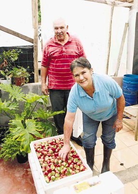 Ovidio Miranda y Mar&#x00ED;a Eugenia Molina siembran fresas que venden a hoteles, restaurantes y turistas a &#x00A2;1.000 el kilo.