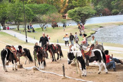 Los ponys son una atracci&#x00F3;n en La Sabana. Rafael Pacheco.