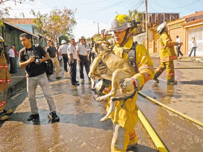 El perro Lester al ser sacado de la vivienda. C.L&#x00E1;scarez.