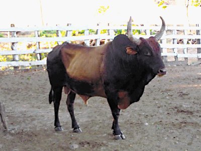 EL Matapalo, un animal de 700 kilos con una impresionante cornamenta. Julio Pe&#x00F1;a.