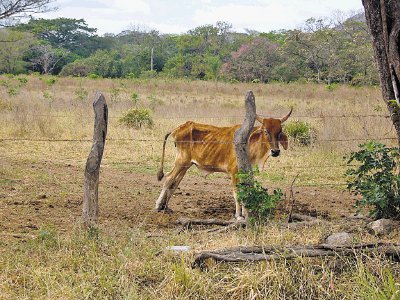 Los animales sufren de hambre y sed. Julio Pe&#x00F1;a.