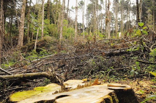  Tala en San Isidro crea polémica. Este año, un regente ambiental otorgó permiso para talar 356 árboles de ciprés. Luis Navarro.