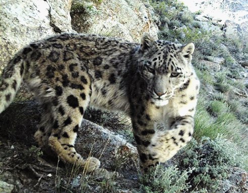 Descubren a leopardos de las nieves en Afganistán. Se hallaron en 16 zonas del Corredor de Wakhan. AP.