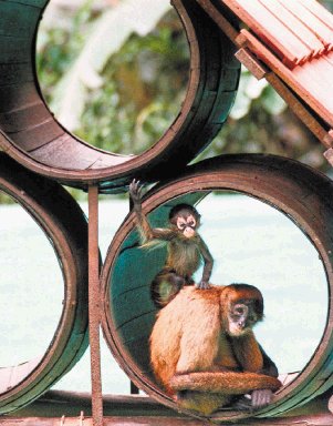  El Bolívar celebra 95 años en un mes. La gente puede observar a los divertidos monos araña que hay en el zoológico mientras estos juegan. Archivo.