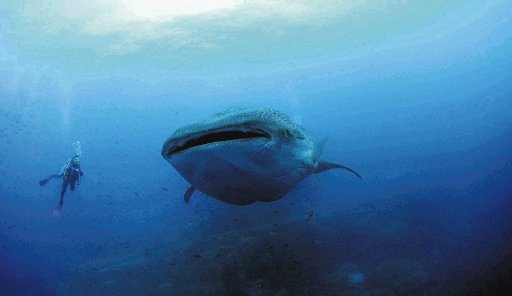 Investigan tiburón ballena. Se dice que existe en los oceános hace más de 60 millones de años. AP.