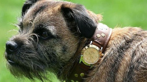 Spike, el perro que usa Rolex. El regalo lo recibió en su sétimo cumpleaños. Internet.