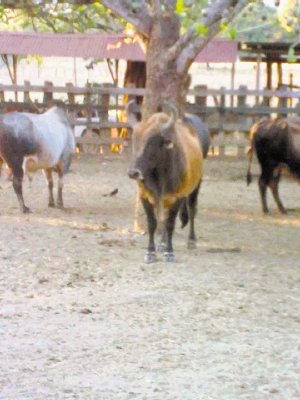 &#x201C;El Cantinero&#x201D; pesa 650 kilos y es propiedad de la hacienda La Pinta. Julio Pe&#x00F1;a.