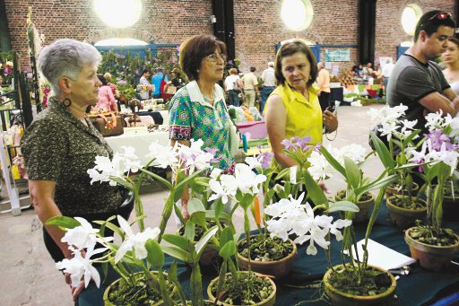 M&#x00E1;s de 1.500 especies de orqu&#x00ED;deas fueron exhibidas ante los visitantes que se hicieron presentes. M. Aguilera.