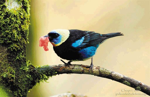 La Tangara Larvata, es conocida como &#x201C;Siete Colores&#x201D; y es propia de los tr&#x00F3;picos. Fotos cortes&#x00ED;a de Pablo Elizondo.