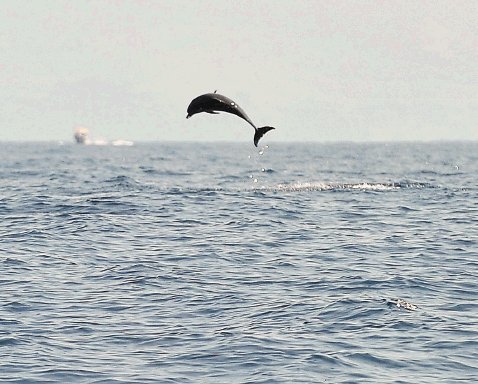 Este es uno de los delfines que saltaron el jueves pasado mar adentro del Parque Nacional Marino Ballena. Rafael Pacheco.