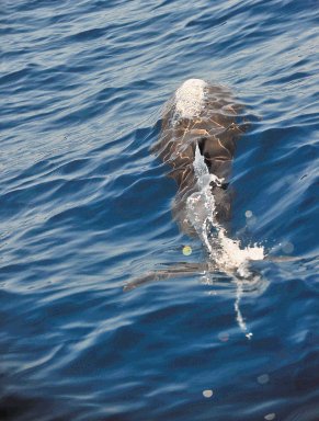 Un grupo de unos 40 delfines andaban pescando, seg&#x00FA;n los gu&#x00ED;as. R. Pacheco.