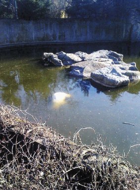 El cuerpo del oso fue encontrado flotando. AP