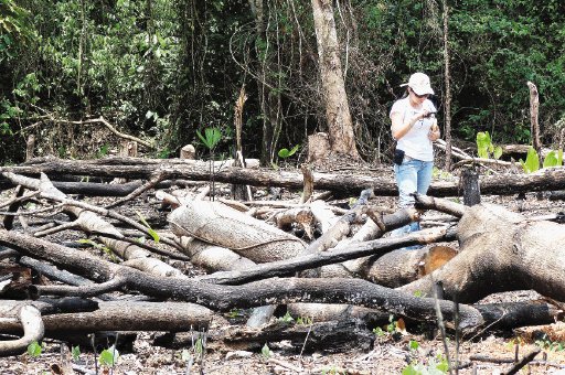  Arrasan bosques en frontera norte. Muchos daños. C. Hernández.