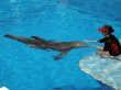 La delfina amputada de Florida inspira historia de Hollywood. El filme sobre la vida de Winter, a la que rescataron con pocos meses de nacida, ya est&#x00E1; en las salas de cine estadounidenses. AFP.
