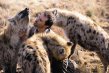 Amigo de leones. No solo los leones son amigos de Richardson, &#x00E9;l posee aceptaci&#x00F3;n entre todos los felinos, incluyendo las hienas. Internet.