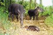 Cr&#x00ED;a de tapir nace en cautiverio. La pareja de dantas &#x201C;Julieta&#x201D; y &#x201C;Oscar&#x201D; cuidan con esmero a su hijo &#x201C;Juli&#x00E1;n&#x201D;. &#x00C9;dgar Chinchilla.