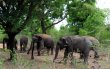 Sri Lanka dice tener más elefantes silvestres de los que se creía. Los elefantes salvajes se reúnen cerca de una cerca eléctrica que les impide avanzar en el santuario de vida silvestre Udawalawe en el sur de Sri Lanka el 02 de septiembre 2011. AFP.