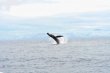  Vea a las “acróbatas” del mar. Las ballenas son el principal atractivo del festival. Cámara de Turismo de Costa Ballena.