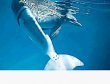 Historia de la delfina &#x201C;Winter&#x201D; al cine. El dise&#x00F1;o y prueba de pr&#x00F3;tesis para la delfina ayud&#x00F3; a mejorar las que se usan en humanos. EFE.