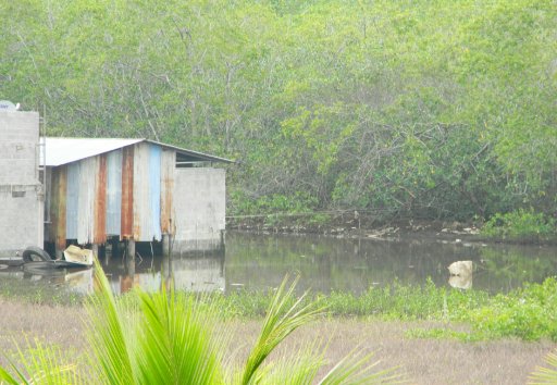 20 familias serían desalojadas por invadir manglar En Quepos